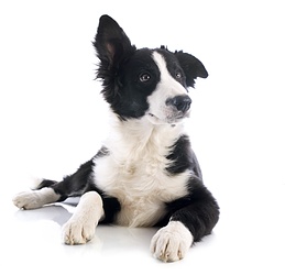 Canine bedbug detection - Detectbug - Geneva