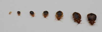 Bedbug detection - Detectbug - Geneva