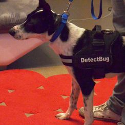 Détection canine de punaises de lit - Detectbug - Genève